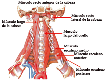 musculos-laterales-paravertebrales