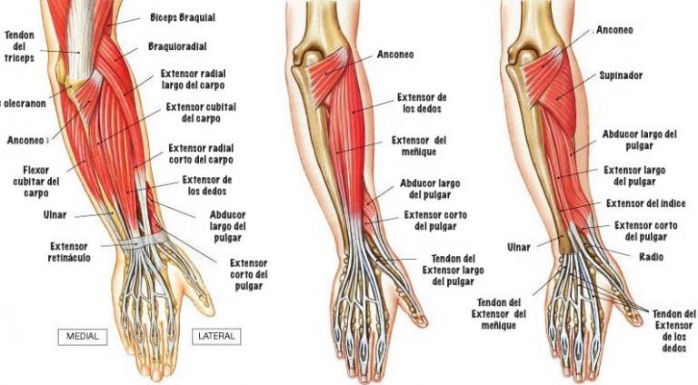 El Antebrazo Contiene Más Músculos Que La Parte Superior Del Brazo